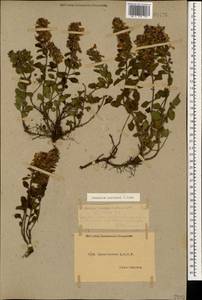 Teucrium chamaedrys subsp. nuchense (K.Koch) Rech.f., Caucasus, Dagestan (K2) (Russia)