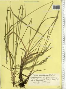 Festuca arundinacea Schreb. , nom. cons., Eastern Europe, South Ukrainian region (E12) (Ukraine)