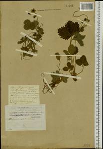 Fragaria orientalis Losinsk., Siberia, Russian Far East (S6) (Russia)