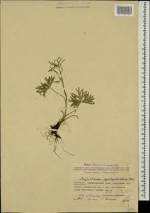 Delphinium cyphoplectrum, Caucasus, Azerbaijan (K6) (Azerbaijan)