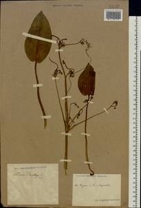 Alisma plantago-aquatica L., Eastern Europe, Central region (E4) (Russia)