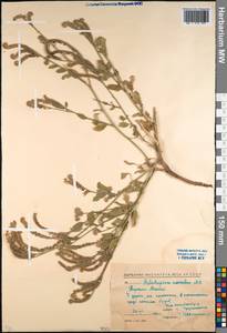 Heliotropium suaveolens M. Bieb., Caucasus, North Ossetia, Ingushetia & Chechnya (K1c) (Russia)