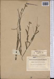 Sida linifolia Cav., America (AMER) (Guyana)