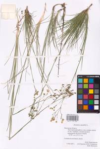 Eremogone saxatilis (L.) Ikonn., Eastern Europe, Central region (E4) (Russia)