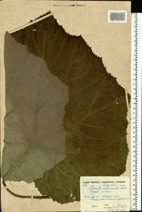 Petasites hybridus (L.) G. Gaertn., B. Mey. & Scherb., Eastern Europe, Moscow region (E4a) (Russia)