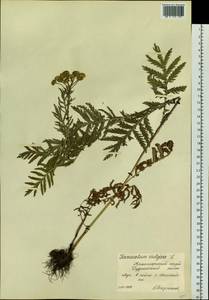 Tanacetum vulgare L., Siberia, Central Siberia (S3) (Russia)