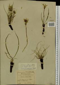 Takhtajaniantha austriaca (Willd.) Zaika, Sukhor. & N. Kilian, Siberia, Baikal & Transbaikal region (S4) (Russia)