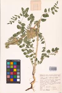 Astragalus vulpinus Willd., Eastern Europe, Lower Volga region (E9) (Russia)