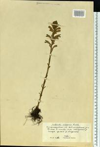 Phelipanche arenaria (Borkh.) Pomel, Eastern Europe, South Ukrainian region (E12) (Ukraine)