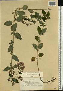Origanum vulgare L., Eastern Europe, Central region (E4) (Russia)