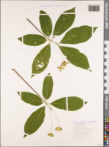 Euonymus latifolius (L.) Mill., Caucasus, Black Sea Shore (from Novorossiysk to Adler) (K3) (Russia)