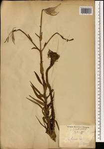 Lilium, South Asia, South Asia (Asia outside ex-Soviet states and Mongolia) (ASIA) (Japan)