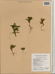 Pulicaria arabica (L.) Cass., South Asia, South Asia (Asia outside ex-Soviet states and Mongolia) (ASIA) (Cyprus)