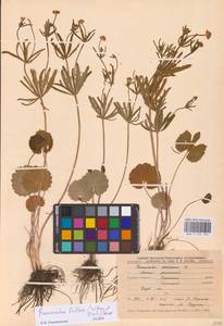 Ranunculus fallax (Wimm. & Grab.) Sloboda, Eastern Europe, Central forest-and-steppe region (E6) (Russia)