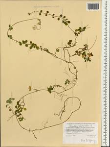 Linnaea borealis L., Mongolia (MONG) (Mongolia)
