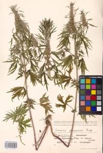 MHA 0 154 627, Leonurus glaucescens Bunge, Eastern Europe, Lower Volga region (E9) (Russia)