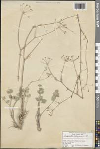 Pimpinella tragium Vill., South Asia, South Asia (Asia outside ex-Soviet states and Mongolia) (ASIA) (Turkey)