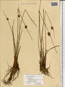 Juncus conglomeratus L., Eastern Europe, Volga-Kama region (E7) (Russia)