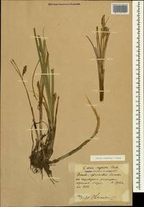 Carex rostrata Stokes, Caucasus, North Ossetia, Ingushetia & Chechnya (K1c) (Russia)