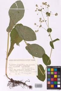 Bupleurum aureum Fisch., Eastern Europe, Eastern region (E10) (Russia)