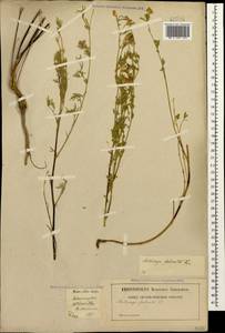 Medicago falcata L., Caucasus, Stavropol Krai, Karachay-Cherkessia & Kabardino-Balkaria (K1b) (Russia)