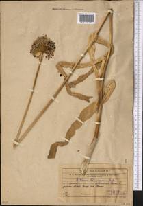 Allium fetisowii Regel, Middle Asia, Western Tian Shan & Karatau (M3) (Uzbekistan)