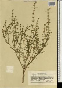 Nepeta saturejoides Boiss., South Asia, South Asia (Asia outside ex-Soviet states and Mongolia) (ASIA) (Afghanistan)