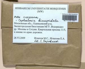 Pellia neesiana (Gottsche) Limpr., Bryophytes, Bryophytes - Moscow City & Moscow Oblast (B6a) (Russia)