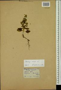 Stachys annua (L.) L., Caucasus, Armenia (K5) (Armenia)