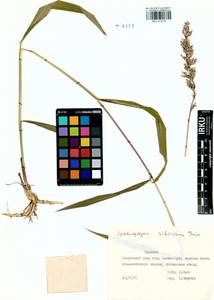 Spodiopogon sibiricus Trin., Siberia, Baikal & Transbaikal region (S4) (Russia)