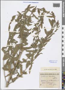 Epilobium hirsutum L., Middle Asia, Syr-Darian deserts & Kyzylkum (M7) (Uzbekistan)