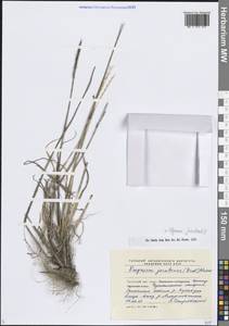 Elymus jacutensis (Drobow) Tzvelev, Siberia, Chukotka & Kamchatka (S7) (Russia)