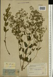 Nepeta ucranica subsp. parviflora (M.Bieb.) M.Masclans de Bolos, Eastern Europe, Rostov Oblast (E12a) (Russia)