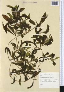 Potamogeton × angustifolius J.Presl, Western Europe (EUR) (Netherlands)