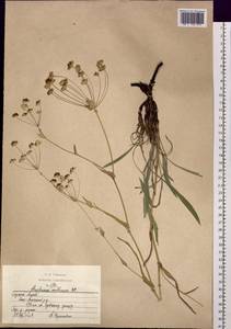 Bupleurum multinerve DC., Siberia, Altai & Sayany Mountains (S2) (Russia)