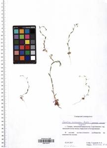 Camelina microcarpa Andrz. ex DC., Eastern Europe, Middle Volga region (E8) (Russia)