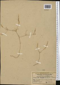 Crucianella exasperata Fisch. & C.A.Mey., Middle Asia, Northern & Central Tian Shan (M4)