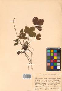 Fragaria orientalis Losinsk., Siberia, Russian Far East (S6) (Russia)