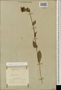 Campanula glomerata subsp. caucasica (Trautv.) Ogan., Caucasus, Azerbaijan (K6) (Azerbaijan)