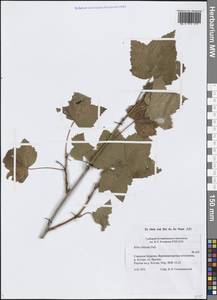 Ribes dikuscha Fisch. ex Turcz., Siberia, Baikal & Transbaikal region (S4) (Russia)