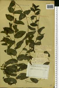 Potamogeton perfoliatus L., Eastern Europe, Central forest-and-steppe region (E6) (Russia)