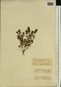 Thymus pulegioides L., Eastern Europe, Central forest-and-steppe region (E6) (Russia)