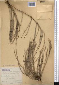 Ephedra intermedia Schrenk & C.A.Mey., Middle Asia, Northern & Central Tian Shan (M4) (Kazakhstan)