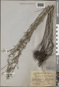 Galium verum subsp. verum, Eastern Europe, Lower Volga region (E9) (Russia)