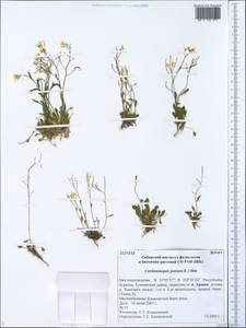 Arabidopsis lyrata subsp. petraea (L.) O'Kane & Al-Shehbaz, Siberia, Baikal & Transbaikal region (S4) (Russia)