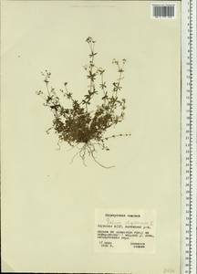 Galium uliginosum L., Siberia, Yakutia (S5) (Russia)