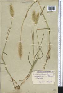 Polypogon monspeliensis (L.) Desf., Middle Asia, Syr-Darian deserts & Kyzylkum (M7) (Uzbekistan)