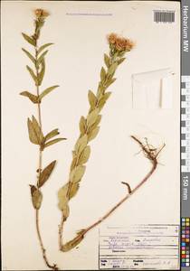 Pentanema salicinum subsp. asperum (Poir.) Mosyakin, Caucasus, North Ossetia, Ingushetia & Chechnya (K1c) (Russia)