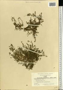 Callitriche palustris L., Eastern Europe, Central region (E4) (Russia)