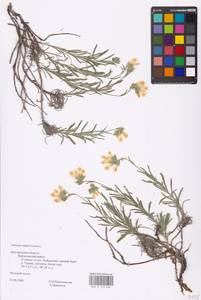 MHA 0 153 686, Onosma simplicissima L., Eastern Europe, Central forest-and-steppe region (E6) (Russia)